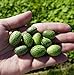 Thumb Watermelon Seeds for Planting-300 Seeds new 2024