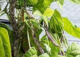 Photo Dragon's Tongue Bush Bean Seeds (Dragon Langerie), 25 Heirloom Seeds Per Packet, Non GMO Seeds, Scientific Name: Phaseolus vulgaris, Isla's Garden Seeds, best price $5.99 ($0.24 / Count), bestseller 2024
