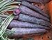 David's Garden Seeds Carrot Purple Sun 1123 (Purple) 200 Non-GMO, Hybrid Seeds new 2024
