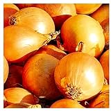 Photo 250 Utah Yellow Sweet Spanish Onion Seeds | Non-GMO | Fresh Garden Seeds | Instant Latch, best price $6.95, bestseller 2024