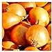 250 Utah Yellow Sweet Spanish Onion Seeds | Non-GMO | Fresh Garden Seeds | Instant Latch new 2024