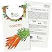 Graines de carotte (Daucus carota), graines de carotte à cultiver OwnGrown, graines pour environ 800 plants de la variété Nantaise 2 nouveau 2024