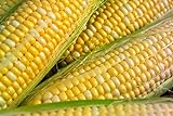 Photo Peaches & Cream Sweet Corn Non-GMO Seeds - 4 Oz, 500 Seeds - by Seeds2Go, best price $14.32 ($3.58 / Ounce), bestseller 2024