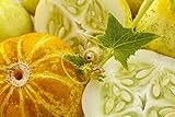 Photo 12 Graines de Concombre Citron - légumes ancien potager - méthode BIO, meilleur prix 4,24 € (4,24 € / count), best-seller 2024