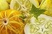 12 Graines de Concombre Citron - légumes ancien potager - méthode BIO nouveau 2024