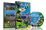 Foto Aquarien DVD - 2 DVD Set Aquarien und Riffe des Ozeans mit farbenfrohen Korallen und Fischen, bester Preis 19,95 €, Bestseller 2024