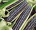 David's Garden Seeds Corn Dent Blue Hopi 3448 (Blue) 50 Non-GMO, Heirloom Seeds new 2024