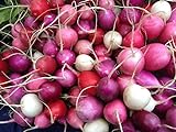 Photo Radish Easter Rainbow Mix Seeds Choose Your Packet Size Easy Grow Heirloom Microgreens and Sprouting bin286 (250 Seeds), best price $2.99, bestseller 2024
