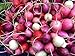Radish Easter Rainbow Mix Seeds Choose Your Packet Size Easy Grow Heirloom Microgreens and Sprouting bin286 (250 Seeds) new 2024