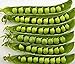 Pea Seed, Sugar Daddy, Heirloom, Non GMO, 20 Seeds, Perfect Peas new 2024
