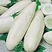 weiße Gurke 25 x Samen aus Portugal in 100% Natur-Qualität super frischer Geschmack ohne Chemie! neu 2024