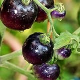 Foto Tomato Schwarze ''Black Pirat'' 25 x Samen aus Portugal 100% Natursamen ohne chemische Anzuchthilfen oder Gentechnik, bester Preis 2,99 € (299,00 € / kg), Bestseller 2024