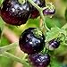 Tomato Schwarze ''Black Pirat'' 25 x Samen aus Portugal 100% Natursamen ohne chemische Anzuchthilfen oder Gentechnik neu 2024