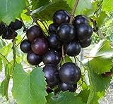 Photo Cutdek 20 Seeds Muscadine Grape Vitis rotundifolia E165, Great Home Orchards, best price $18.99, bestseller 2024