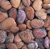 Photo Jackson Wonder Butterbean Bush Lima Bean Seed Heirloom Beans 25 Count Seeds, best price $5.00, bestseller 2024