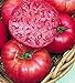 Pink Ponderosa Heirloom Tomato Seeds - Large Tomato - One of The Most Delicious Tomatoes for Home Growing, Non GMO - Neonicotinoid-Free. new 2023