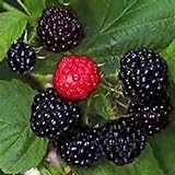 Photo Black Raspberry Bush Seeds! SWEET DELICIOUS FRUIT! COMB., best price $3.49, bestseller 2024