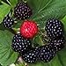 Black Raspberry Bush Seeds! SWEET DELICIOUS FRUIT new 2024
