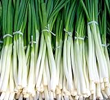 Photo Fast-Growing Bunching Onion Seeds -