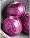 David's Garden Seeds Cabbage Ruby Perfection 7742 (Red) 100 Non-GMO, Hybrid Seeds new 2024