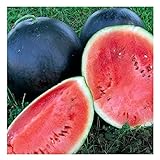 Photo 25 Black Diamond Watermelon Seeds | Non-GMO | Heirloom | Instant Latch Garden Seeds, best price $6.95, bestseller 2024