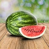 Foto Wassermelon Klondike 25 x Samen - 100% Natursamen, Superfruchtig und Herrlich Erfrischend, bester Preis 2,90 €, Bestseller 2024