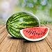 Wassermelon Klondike 25 x Samen - 100% Natursamen, Superfruchtig und Herrlich Erfrischend neu 2023
