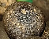Photo Graines Radis noir gros rond d'hiver- sachet d'environ 700 graines - Raphanus/sativus/Brassicaceae - Graines de style, meilleur prix 3,99 € (399,00 € / kg), best-seller 2024