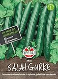 Foto 80771 Sperli Premium Gurken Samen Bella | Salatgurken Samen | Schlangengurken Samen | Gurkensamen Gewächshaus | Samen Gurke | Salatgurken Samen | Gurken Samen Gewächshaus | F1, bester Preis 6,77 €, Bestseller 2024