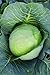 Burpee Brunswick Cabbage Seeds 260 seeds new 2024