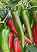 100 Anaheim Chili Pepper Seeds | Non-GMO | Fresh Garden Seeds new 2024