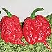 Carolina Reaper Hot Peppers (Red) World's Hottest Pepper Seeds (20+ Seeds) | Non GMO | Vegetable Fruit Herb Flower Seeds for Planting | Home Garden Greenhouse Pack new 2024