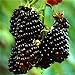 Nueva Negro Rojo Amarillo Frambuesas Semillas de frutas Berry Bush Rubus Jardín 20pcs nuevo 2024