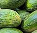 50 Valencia Late Melon Seeds | Non-GMO | Heirloom | Fresh Garden Seeds new 2024