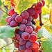 Van Zyverden 83721 Grapes Flame seedless Set of 1 Fruit-Plants, 2 Year, Greenish new 2024