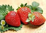 Photo 200pcs Giant Strawberry Seeds, Sweet Red Strawberry Garden Strawberry Fruit Seeds, for Garden Planting, best price $9.90, bestseller 2024