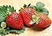 200pcs Giant Strawberry Seeds, Sweet Red Strawberry Garden Strawberry Fruit Seeds, for Garden Planting new 2022
