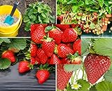 Photo 200+ Red Climbing Strawberry Seeds for Planting - Easy to Grow Everbearing Garden Fruit Seeds - Ships from Iowa, USA, best price $8.49 ($0.03 / Count), bestseller 2024
