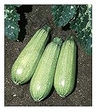 Photo David's Garden Seeds Zucchini Tender Grey 5312 (Green) 50 Non-GMO, Heirloom Seeds, best price $3.45, bestseller 2024