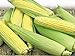 Corn, Golden Bantam Yellow Corn, Heirloom, Non-GMO,20 Seeds, Delicious and Sweet Veggie new 2024