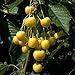 Obstbaum Kirsche Kirschbaum Busch Form gelb Dönissens gelbe Knorpelkirsche - hochwertige Baumschul Qualität direkt vom Fachhändler neu 2024