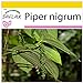 SAFLAX - Anzucht Set - Kräuter - Echter Pfeffer - 20 Samen - Mit Mini-Gewächshaus, Anzuchtsubstrat und 2 Töpfen - Piper nigrum neu 2023