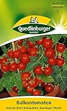 Foto Quedlinburger Tomate 'Balconi Red', 1 Tüte Samen, bester Preis 3,19 € (0,13 € / stück), Bestseller 2024