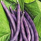 Photo Royal Burgundy Bush Bean Seeds, 30 Heirloom Seeds Per Packet, Non GMO Seeds, Isla's Garden Seeds, best price $5.99 ($0.20 / Count), bestseller 2024