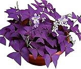 Photo Oxalis Triangularis 10 Bulbs - Purple Shamrocks Lucky Lovely Flowers Bulbs Grows Indoor or Outdoor, best price $10.90, bestseller 2024