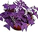 Oxalis Triangularis 10 Bulbs - Purple Shamrocks Lucky Lovely Flowers Bulbs Grows Indoor or Outdoor new 2022