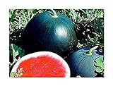 Foto Melone - Wassermelone Sugar Baby - Zucker Baby - 10 Samen, bester Preis 1,70 €, Bestseller 2024