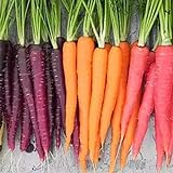 Foto Frisches Obstsamen mit 500Pcs Gemischte Farbe Karottensamen Leckeres Gemüse Obst Garten Farm Pflanze zum Pflanzen Garten Yard Home Landschaftsbau, bester Preis 0,01 €, Bestseller 2024