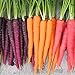 Frisches Obstsamen mit 500Pcs Gemischte Farbe Karottensamen Leckeres Gemüse Obst Garten Farm Pflanze zum Pflanzen Garten Yard Home Landschaftsbau neu 2024