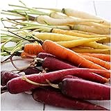 Photo David's Garden Seeds Carrot Rainbow Blend 9334 (Multi) 200 Non-GMO, Open Pollinated Seeds, best price $3.45, bestseller 2024
